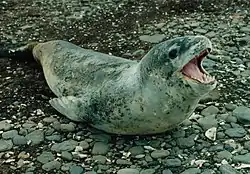 ヒョウアザラシ
