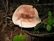 傘