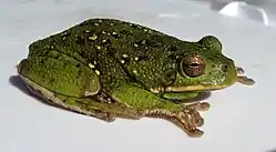 ホエアマガエル