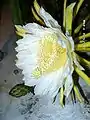H.costaricensisの花