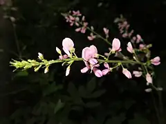 茎先と葉腋から長さ50cmになる花序を出して総状花序につき、多数の蝶形花をつける。