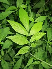 葉は5-7小葉からなる奇数羽状複葉で、葉柄の基部に細い線状の托葉がある。