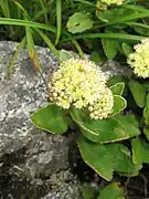 星形に5弁花をつける。
