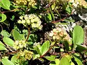 花柄に葉状の苞がつく。