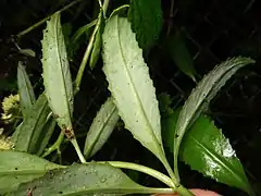 葉は茎に3輪生し、葉裏は粉白色をおびる。
