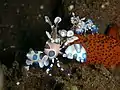 フリソデエビ Hymenocera picta