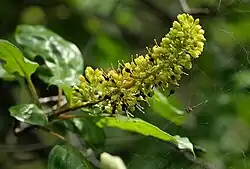 Osa pulchra（Chiococceae 連）Hymenodictyon parvifolium（キナモドキ連）