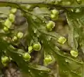 胞子嚢群を覆う包膜