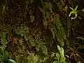 生育の状況