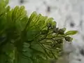 葉の裏面