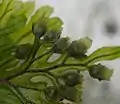 胞子嚢群と脈上の毛