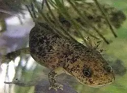 ヒダサンショウウオ