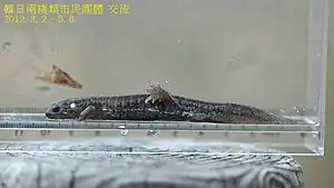 トウキョウサンショウウオ