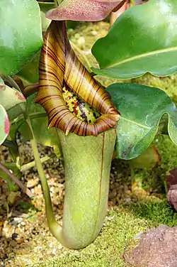トランカータN.truncata