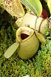 ツボウツボカズラ(壷靫草)