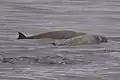 クラレンス島付近のミナミトックリクジラの群れ