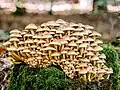 コケの生えた倒木に群生する