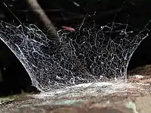 エボシグモ属の1種の網（エボシグモ科）