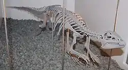 ヒプシロフォドン