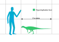 ヒトとのサイズ比較