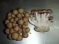 菌床栽培品（日本産）
