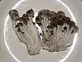 菌床栽培品