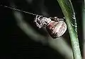 オウギグモ・雌成体