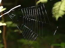 オウギグモの網(三角網・梳糸円網の一部とほぼ同じ)