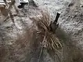 藁打ち作業