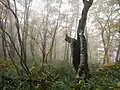ぶな林（岩野コース）