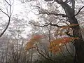 ぶな林（岩野コース）
