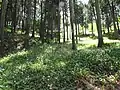 シャガの群生地