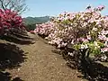 つつじの丘（中から）