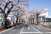 平和通り(県道293号)の桜並木