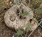Ibervillea tenuisecta