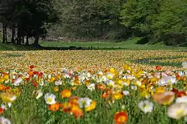春の花修景