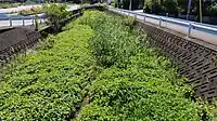 一里塚川（一里塚町内）