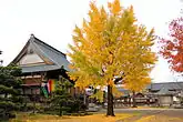 證誠寺境内の銀杏