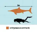 ヒトとの大きさ比較