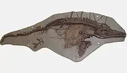イクチオサウルス・ブレヴィケプス