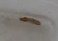 濃い褐色に変色した状態