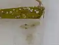 白っぽくなっている状態上はアマモの葉