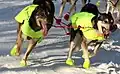 足の保護用の犬のブーツを履いたアイディタロッド・トレイルの犬ぞりレース（英語版）の犬たち