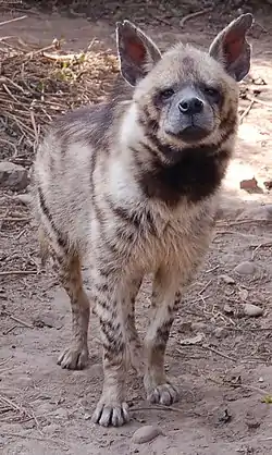 シマハイエナ
