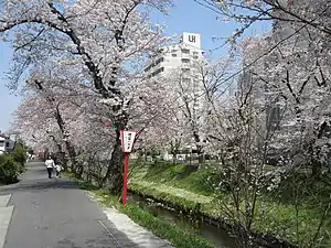伊賀川桜堤