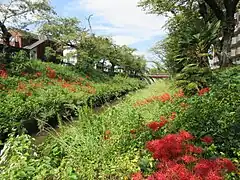 伊賀川の土手に咲く彼岸花