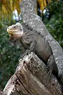Iguana delicatissima