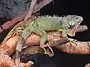 Tree branch with a large green lizard with a prominent wattle, spikes down its back, long claws, thousands of distinct green and brown scales, and bands of brown and green on its tail. A smaller browner lizard of the same kind sits on the larger one's tail