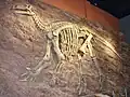 イグアノドン骨格