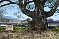 安富桜の根